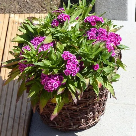 Haus Schritte Prázdninový dům Hinterweiler